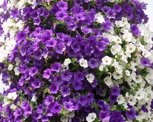 Preview wallpaper petunias, flowers, white, purple