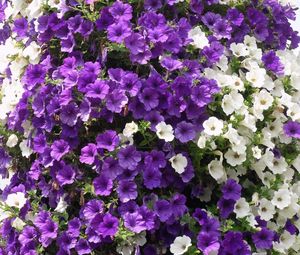 Preview wallpaper petunias, flowers, white, purple