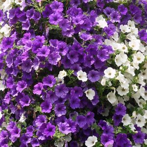 Preview wallpaper petunias, flowers, white, purple