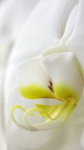Preview wallpaper phalaenopsis, flower, petals, white, macro