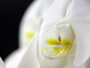 Preview wallpaper phalaenopsis, flower, petals, white, macro