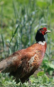 Preview wallpaper pheasant, bird, grass, walk