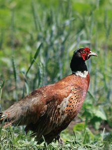 Preview wallpaper pheasant, bird, grass, walk