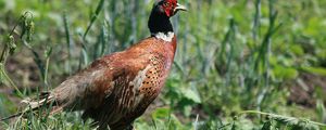 Preview wallpaper pheasant, bird, grass, walk