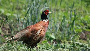 Preview wallpaper pheasant, bird, grass, walk