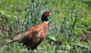 Preview wallpaper pheasant, bird, grass, walk