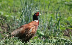 Preview wallpaper pheasant, bird, grass, walk