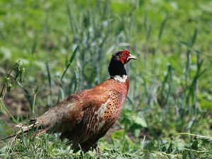 Preview wallpaper pheasant, bird, grass, walk