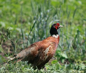 Preview wallpaper pheasant, bird, grass, walk