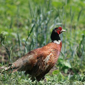 Preview wallpaper pheasant, bird, grass, walk