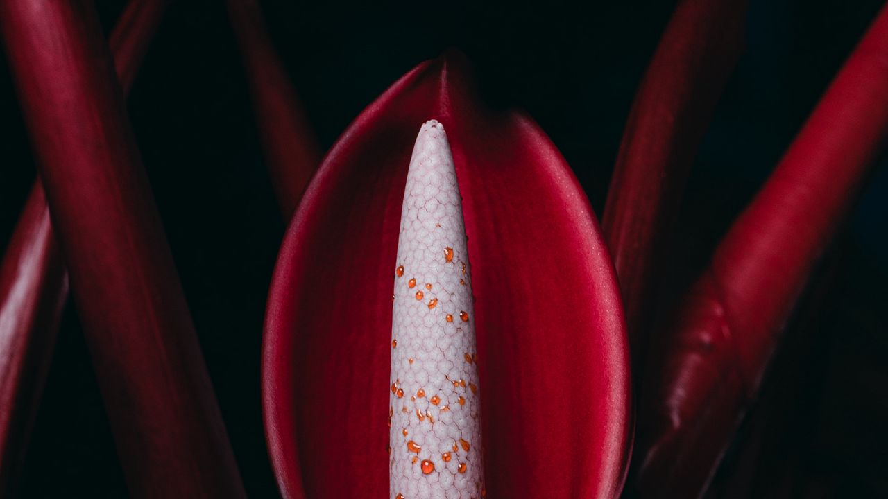 Wallpaper philodendron, flower, red, plant