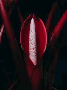 Preview wallpaper philodendron, flower, red, plant