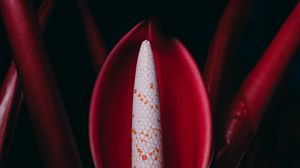 Preview wallpaper philodendron, flower, red, plant