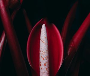 Preview wallpaper philodendron, flower, red, plant