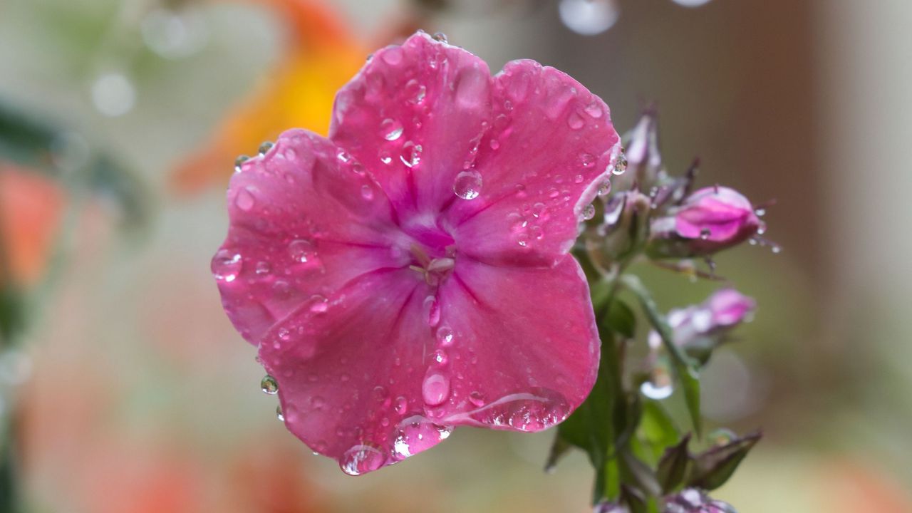 Wallpaper phlox, flower, drops, water, petals, pink, macro