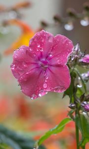 Preview wallpaper phlox, flower, drops, water, petals, pink, macro