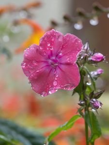 Preview wallpaper phlox, flower, drops, water, petals, pink, macro