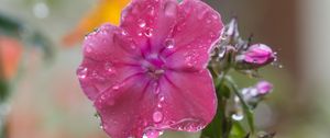 Preview wallpaper phlox, flower, drops, water, petals, pink, macro