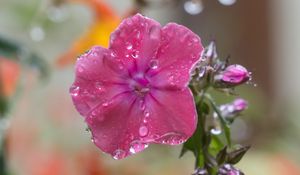 Preview wallpaper phlox, flower, drops, water, petals, pink, macro