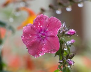 Preview wallpaper phlox, flower, drops, water, petals, pink, macro