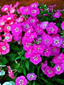 Preview wallpaper phlox, flower, flowerbed, green