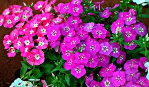 Preview wallpaper phlox, flower, flowerbed, green