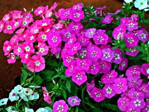 Preview wallpaper phlox, flower, flowerbed, green