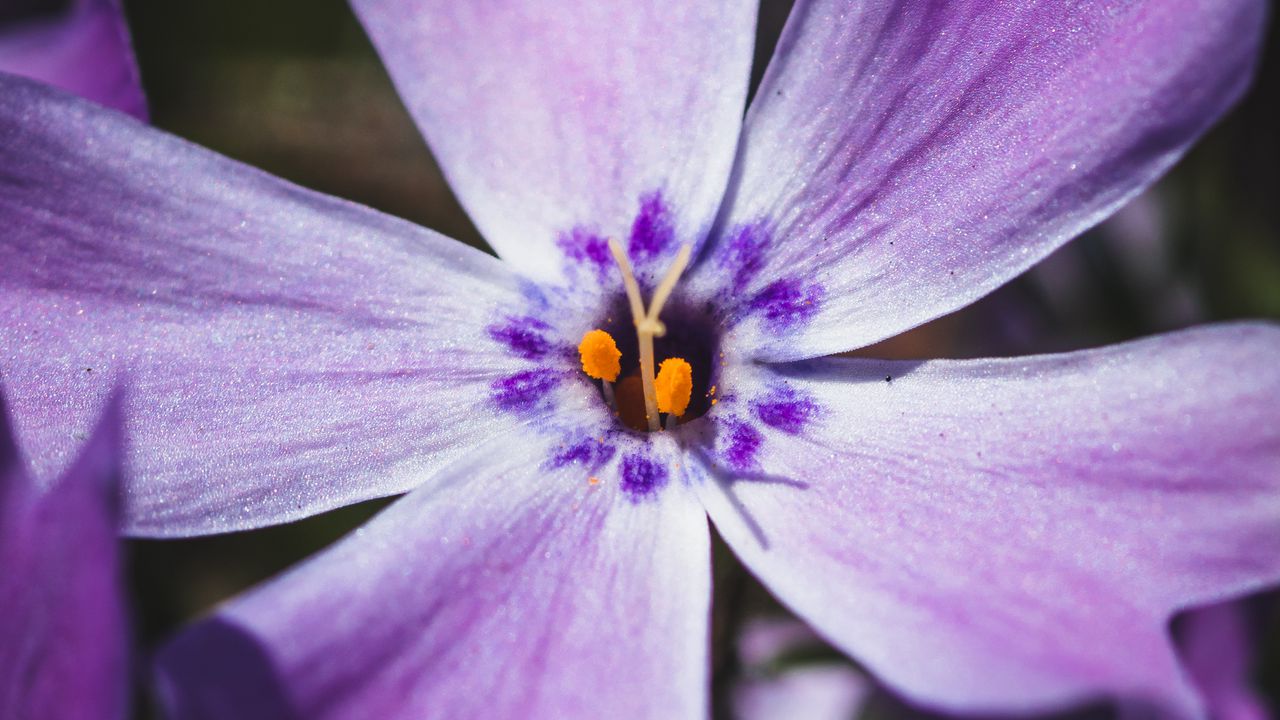 Wallpaper phlox, flower, petals, macro, purple