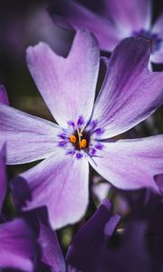 Preview wallpaper phlox, flower, petals, macro, purple