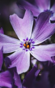 Preview wallpaper phlox, flower, petals, macro, purple