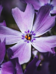 Preview wallpaper phlox, flower, petals, macro, purple