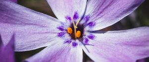 Preview wallpaper phlox, flower, petals, macro, purple