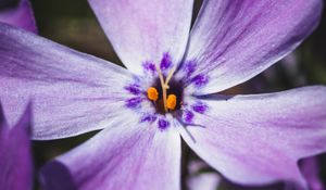 Preview wallpaper phlox, flower, petals, macro, purple