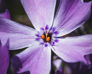 Preview wallpaper phlox, flower, petals, macro, purple