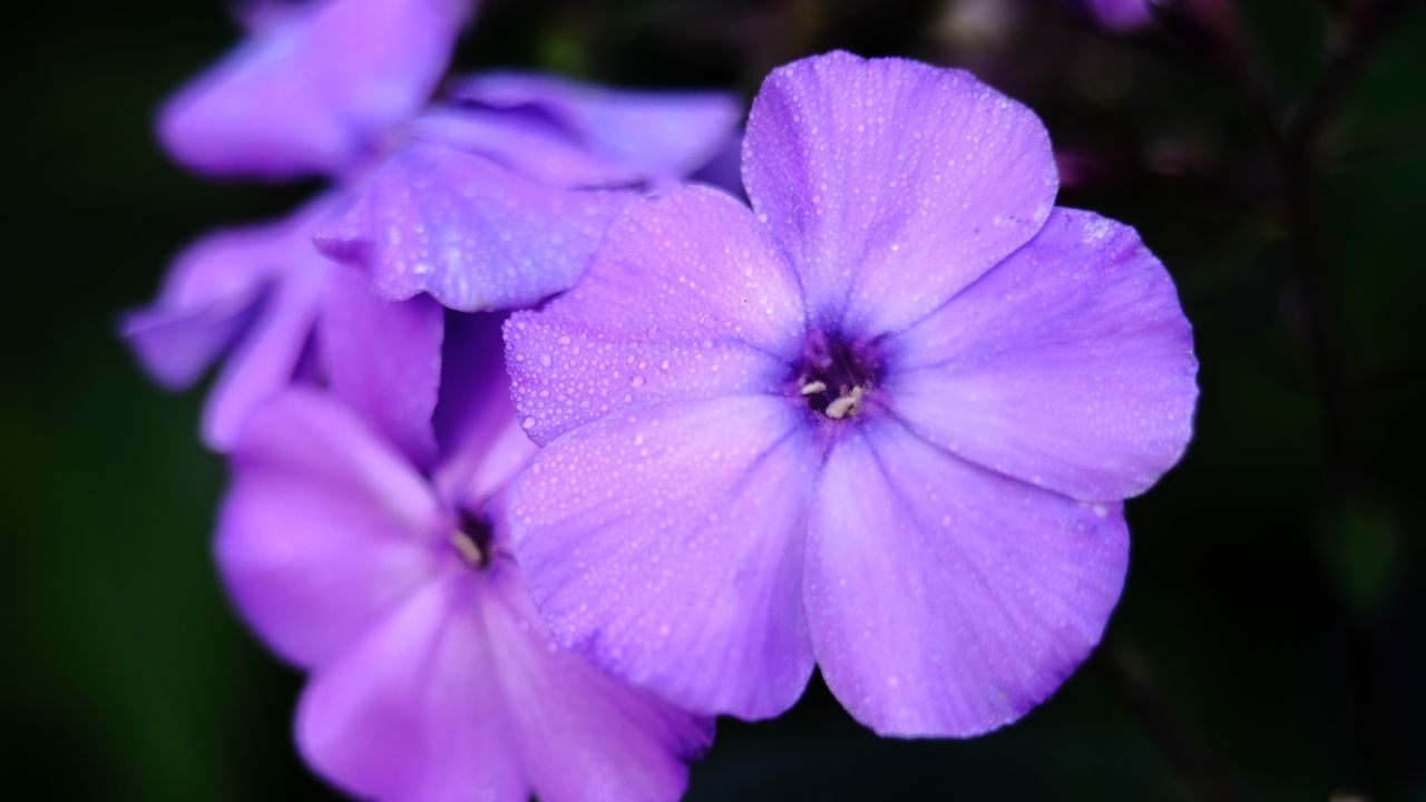 Wallpaper phlox, flower, petals, purple, macro, drops