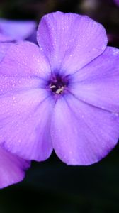 Preview wallpaper phlox, flower, petals, purple, macro, drops