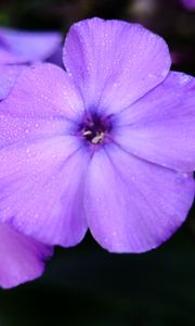 Preview wallpaper phlox, flower, petals, purple, macro, drops