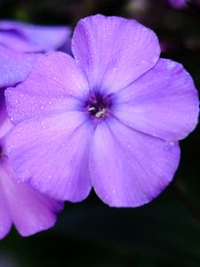 Preview wallpaper phlox, flower, petals, purple, macro, drops