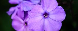 Preview wallpaper phlox, flower, petals, purple, macro, drops