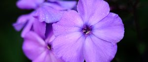 Preview wallpaper phlox, flower, petals, purple, macro, drops