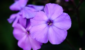 Preview wallpaper phlox, flower, petals, purple, macro, drops