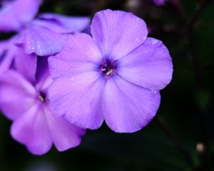 Preview wallpaper phlox, flower, petals, purple, macro, drops