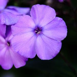 Preview wallpaper phlox, flower, petals, purple, macro, drops