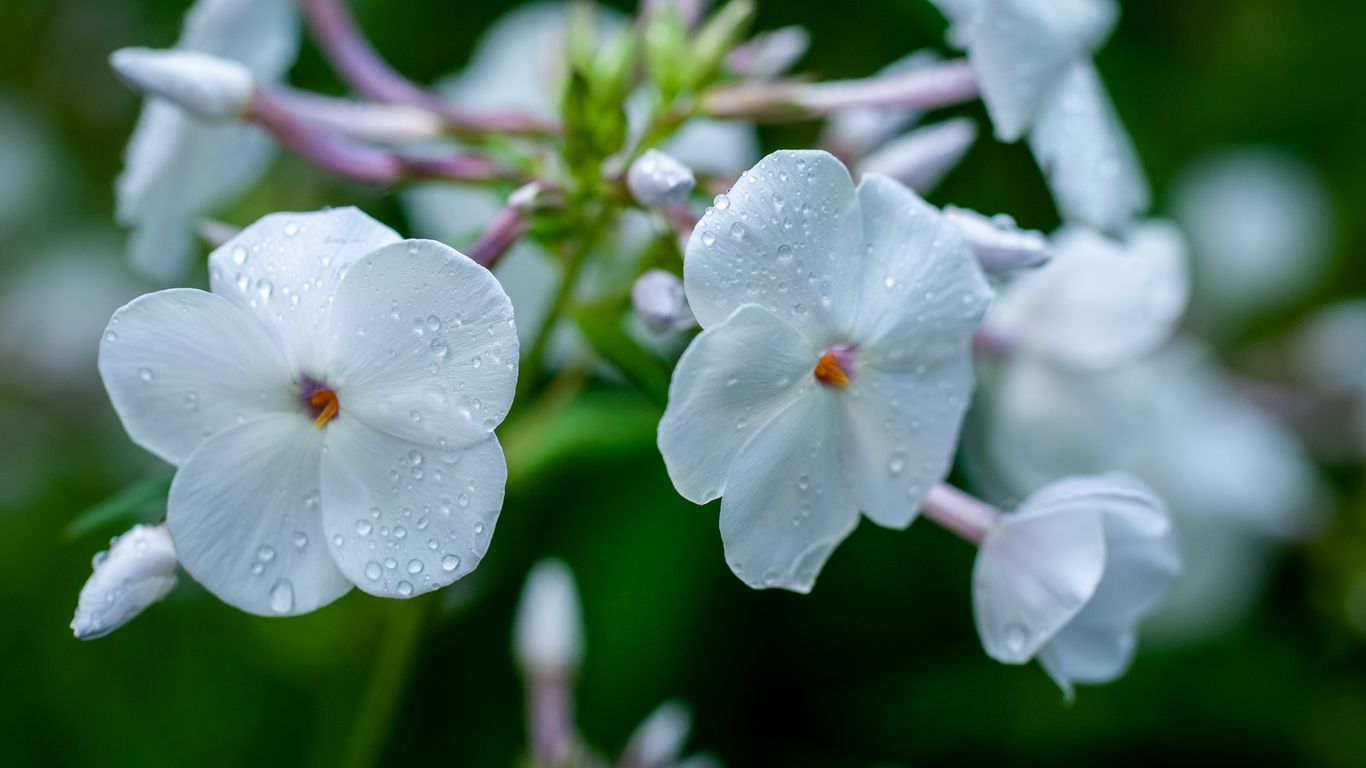 Download wallpaper 1366x768 phlox, flower, petals, macro, white, drops ...