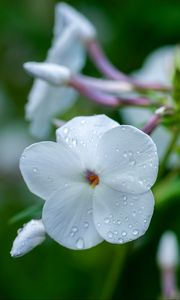 Preview wallpaper phlox, flower, petals, macro, white, drops