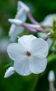 Preview wallpaper phlox, flower, petals, macro, white, drops