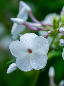 Preview wallpaper phlox, flower, petals, macro, white, drops