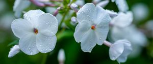 Preview wallpaper phlox, flower, petals, macro, white, drops