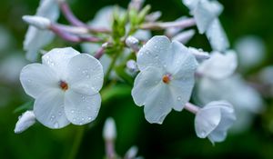 Preview wallpaper phlox, flower, petals, macro, white, drops