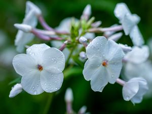 Preview wallpaper phlox, flower, petals, macro, white, drops